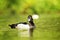 Cute tufted duck drake