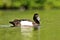 Cute tufted duck drake swimming on lake 1