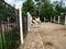 The cute Turkmenian kulan stands in the aviary in the Kharkov Zoo Kharkiv, Ukraine