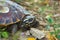 A cute turtle, basking in the sun, near a rocky slope leading to a pond`s shore, in a lush green Thai park.