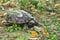 A cute turtle, basking in the sun, near a rocky slope leading to a pond`s shore, in a lush green Thai park.