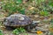 A cute turtle, basking in the sun, near a rocky slope leading to a pond`s shore, in a lush green Thai park.