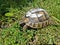 Cute turtle on grass
