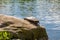 Cute turtles living in a pond in Central park