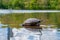 Cute turtles living in a pond in Central park in New York