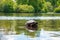 Cute turtles living in a pond in Central park in New York city