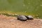 Cute turtles near pond in zoological garden