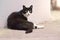 Cute tuxedo cat lying outdoors and looking curious at the camera.