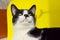 Cute Tuxedo Cat Over Yellow Background. Close up of a Cat. Animals Portrait. Cat.