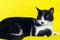 Cute Tuxedo Cat Over Yellow Background. Close up of a Cat. Animals Portrait. Cat.