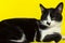 Cute Tuxedo Cat Over Yellow Background. Close up of a Cat. Animals Portrait. Cat.