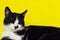 Cute Tuxedo Cat Over Yellow Background. Close up of a Cat. Animals Portrait. Cat.