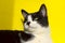 Cute Tuxedo Cat Over Yellow Background. Close up of a Cat. Animals Portrait. Cat.