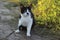 Cute tuxedo cat sitting outdoors. Black and white cat outdoor.  Cat sitting in grass.