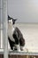 Cute tuxedo cat sitting outdoors and looking funny to the camera.