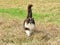 Cute tuxedo cat walking with tail up outdoors