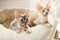 Cute two kittens Cornish Rex peering with plush basket