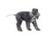Cute two month old Bedlington Terrier puppy standing in a classic stance over white