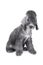 Cute two month old sweet Bedlington Terrier puppy sitting in the studio over white