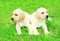 Cute two puppies dogs Labrador Retriever are lying together on grass