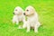 Cute two puppies dogs Labrador Retriever outdoors are sitting on grass