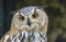 Cute uhu owl portrait on the dark background