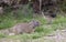 Cute Uinta Ground Squirrel in Summer