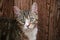Cute up-looking tricolor cat head portrait