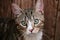 Cute up-looking tricolor cat head portrait