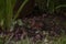 Cute Ural field mouse in the forest looking for food