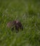 Cute Ural field mouse in the forest looking for food, vertical