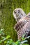 Cute ural owl sitting on the ground