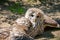 Cute ural owl sitting on the ground