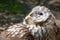 Cute ural owl sitting on the ground