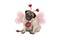 Cute Valentine`s day pug puppy dog, sitting down, wearing hearts diadem and heart shaped wings