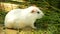 Cute Valerie Cross White Rat
