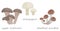 Cute vector of fungi handrawn mushroom. Champignon Oyster mushroom, agaric, sheathed woodtuft, hiratake. Colorful doodle