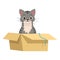 Cute vector gray tabby cat sits in a box.