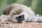 Cute vervet monkey laying on the rock