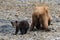 A cute very young grizzly baby with its mother, who is digging for shells on a beach of Katmai, alaska