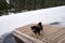 Cute view of a black shepherd dog sitting on the wooden planks on a leash on a winter day