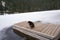 Cute view of a black sheppherd dog sitting on the wooden planks on a leash on a winter day