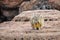 Cute viscaca in the High Andean Plateau, Bolivia