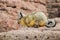 Cute viscaca in the High Andean Plateau, Bolivia