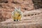 Cute viscaca in the High Andean Plateau, Bolivia