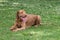 Cute Vizsla puppy lying on the grass