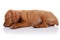 Cute vizsla puppy sleeping