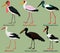 Cute wading bird vector illustration set, Black-necked stork, Yellow-billed, Saddle-billed, African openbill, Marabou, White stork