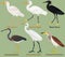 Cute wading bird vector illustration set, Tricolored, Black, Chinese pond heron. Chinese, Great White, Cattle egret