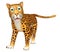 Cute walking Leopard cartoon character